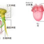 舌痛症と舌神経の関係