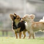 父親になつかない