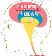 大脳から視床下部の図